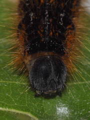 Malacosoma franconicum