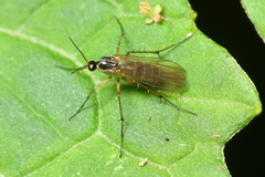 Sciophilinae