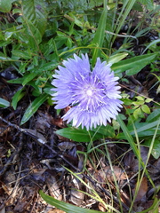 Stokesia laevis