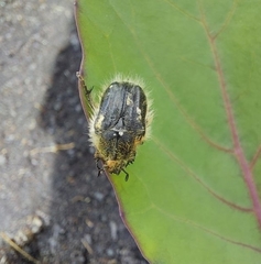 Tropinota squalida canariensis
