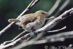 Certhidea fusca