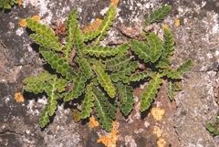 Asplenium ceterach ceterach