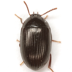 Platydema excavata