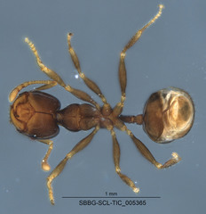 Pheidole clementensis