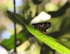 Polygonus savigny