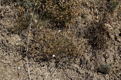 Dianthus humilis
