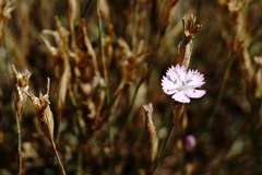 Dianthus humilis