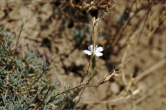 Dianthus humilis