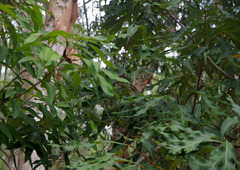 Buckinghamia celsissima