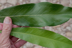 Buckinghamia celsissima