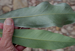 Buckinghamia celsissima