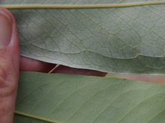 Buckinghamia celsissima