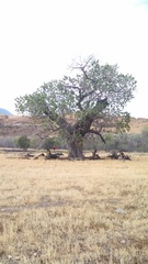 Populus fremontii fremontii