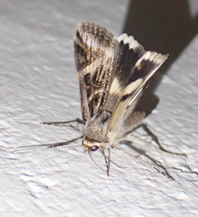 Cerocala vermiculosa