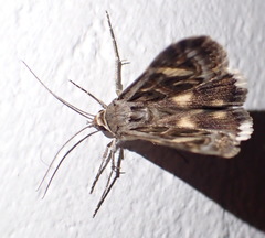 Cerocala vermiculosa