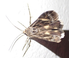 Cerocala vermiculosa