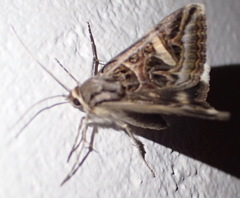 Cerocala vermiculosa