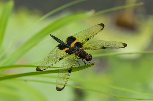 Common Picture Wing photo 5
