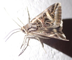 Cerocala vermiculosa