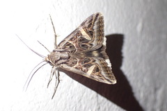 Cerocala vermiculosa