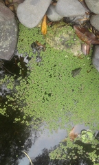Salvinia minima