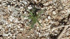 Eriastrum eremicum eremicum