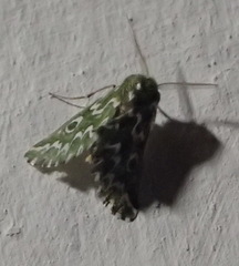 Drepanogynis bifasciata