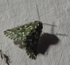 Drepanogynis bifasciata