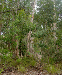 Buckinghamia celsissima