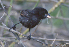 Geospiza conirostris