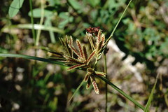 Cyperus glaber