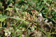 Cyperus glaber