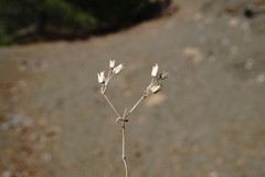 Cerastium ramosissimum