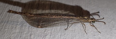 Neuroleon