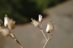 Cerastium ramosissimum