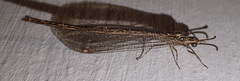Neuroleon