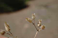 Cerastium ramosissimum