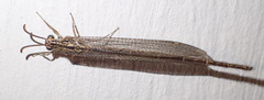 Neuroleon