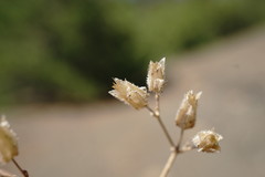 Cerastium ramosissimum