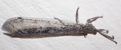 Neuroleon