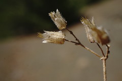 Cerastium ramosissimum