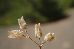 Cerastium ramosissimum