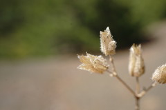 Cerastium ramosissimum