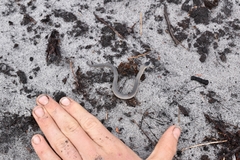 Rhinoplocephalus bicolor