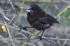 Geospiza conirostris