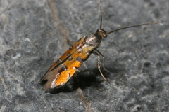 Neoheliodines hodgesi