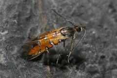 Neoheliodines hodgesi