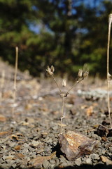 Cerastium ramosissimum