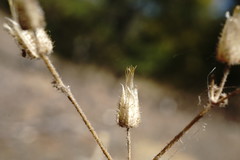 Cerastium ramosissimum