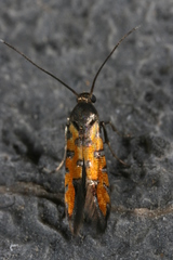 Neoheliodines hodgesi